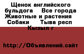 Щенок английского бульдога  - Все города Животные и растения » Собаки   . Тыва респ.,Кызыл г.